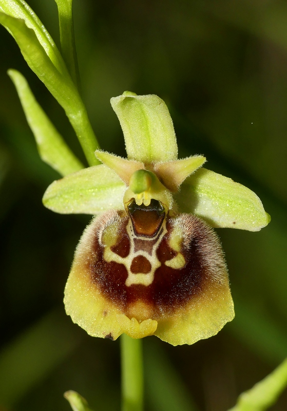 Ophrys lacaitae tra introgressioni e forme ibride  Molise 2023.